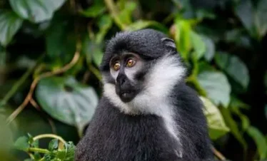 East Africa’s Kenya, Tanzania & Uganda Gorillas Safari