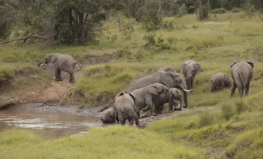 Kenya’s Amboseli & Masai Mara’s Hidden Gems Safari