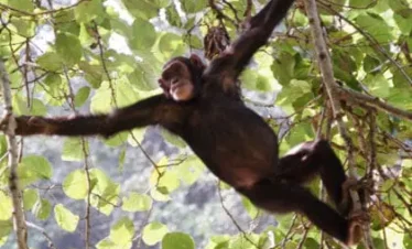 Uganda’s Primates & Wildlife Adventure