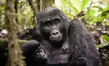Adventurer Uganda’s Fly-In Gorilla Trek