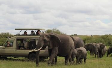 Kenya Classic Safari