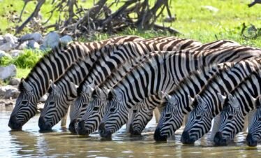 8-Day Kenya’s Amboseli & Mara